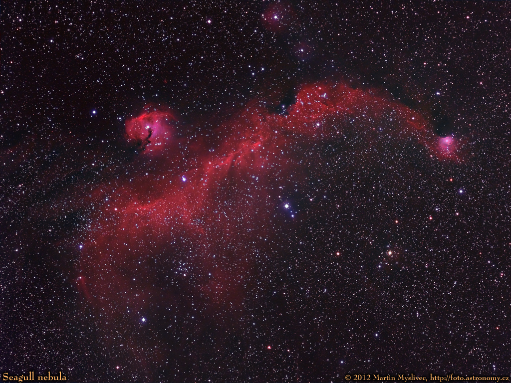 IC2177, Seagull, Racek