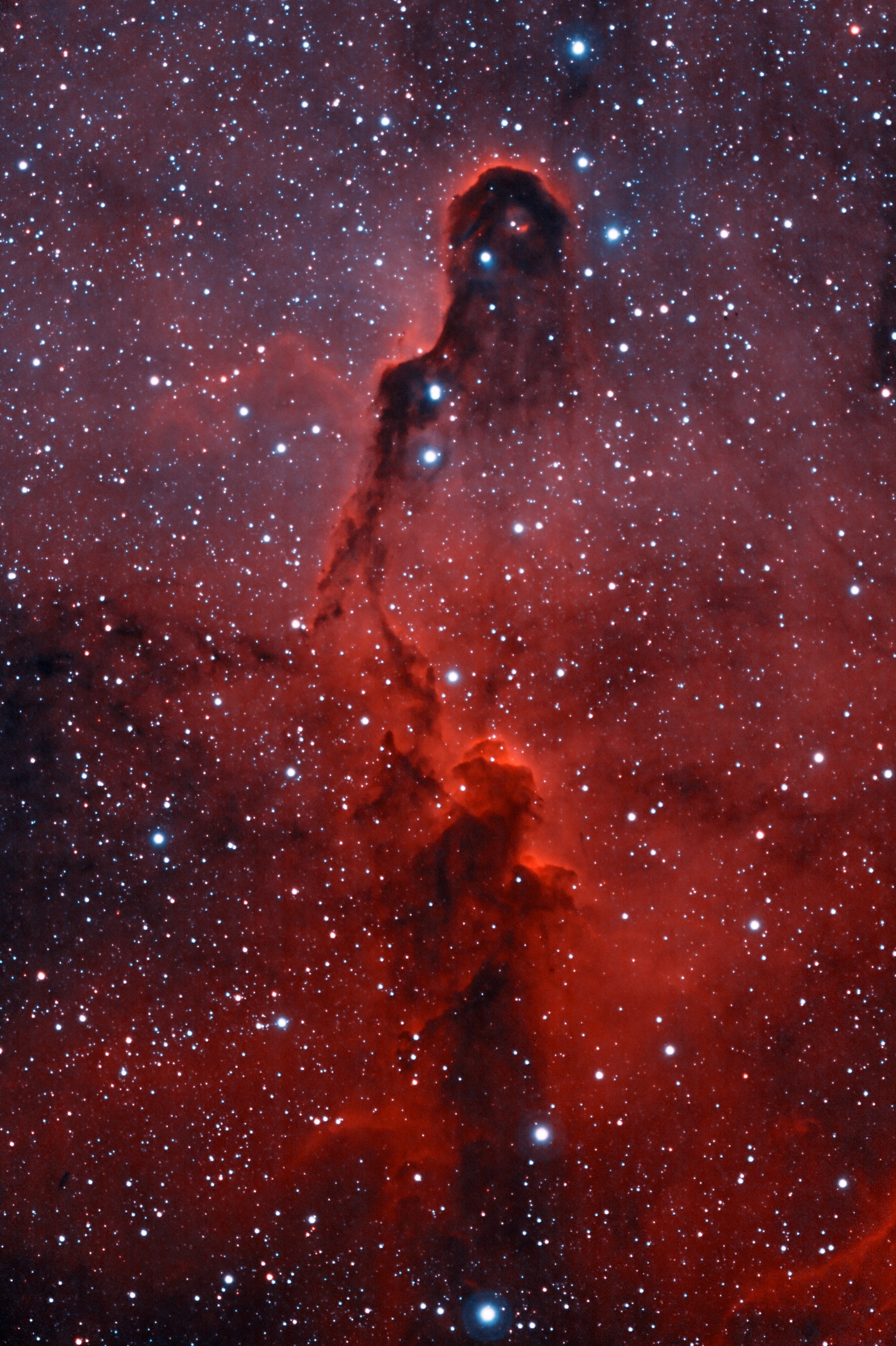 Sloní chobot v IC1396 - bicolor